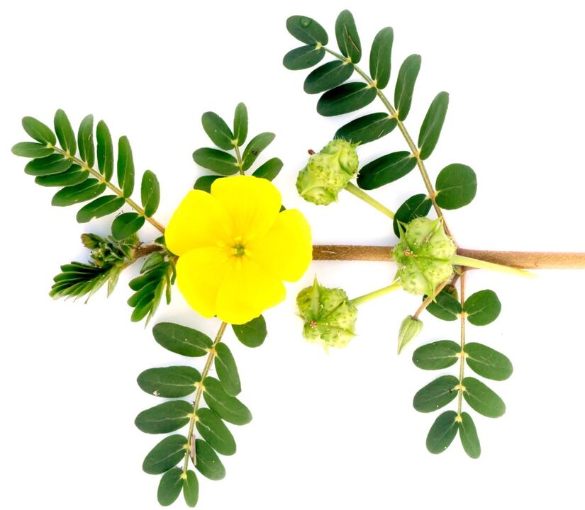 Το Feronex περιέχει εκχύλισμα Tribulus terrestris